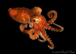 Small Octopus (Octopus cyanea, about 4 cm) swims free in ... by Michael Henke 